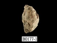 藏品(反轉偏口蛤)的圖片